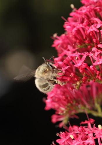 Anthophora sp.